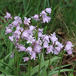 Hyacinthoides massartiana - Hybrid-Hasenglöckchen