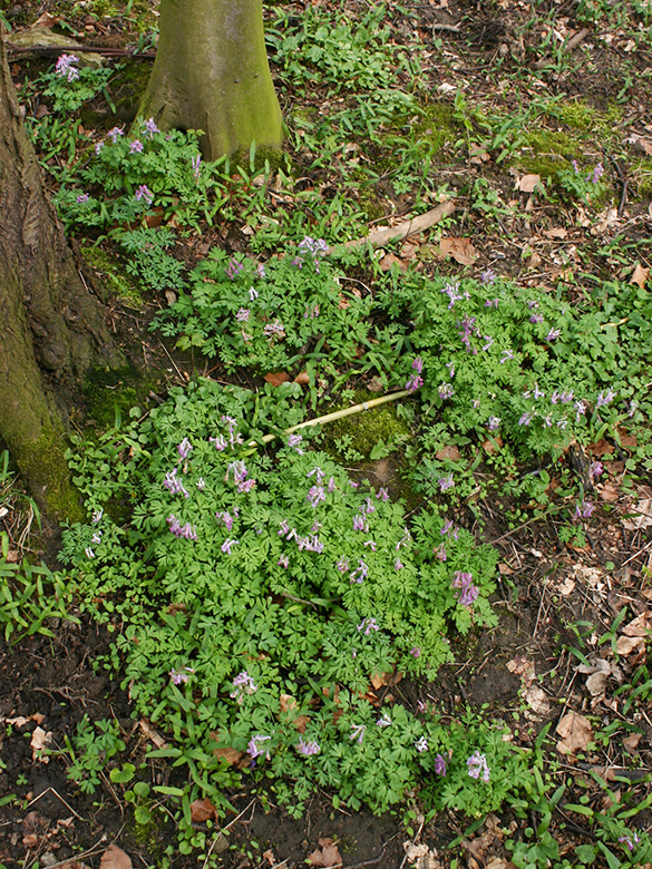 Corydalis solida