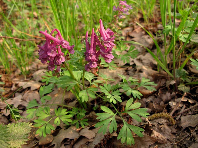 Corydalis solida