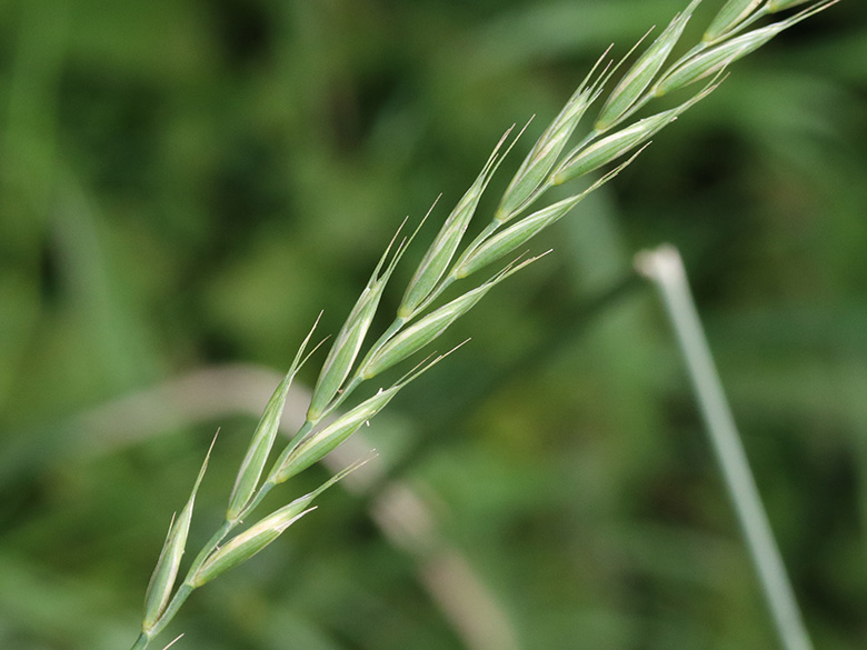 Elymus repens