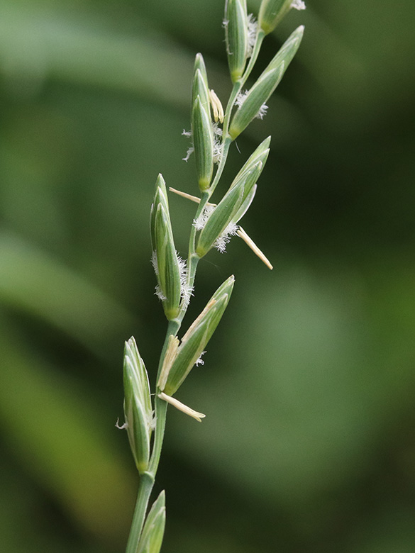 Elymus repens