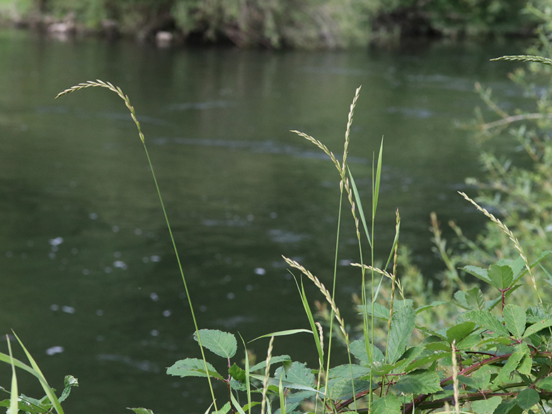 Elymus repens