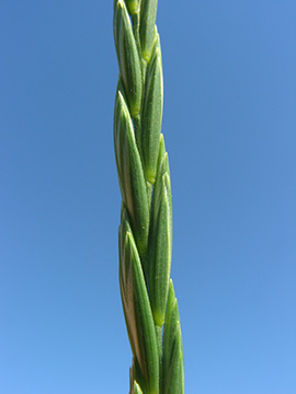 Elymus repens