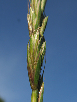 Elymus repens
