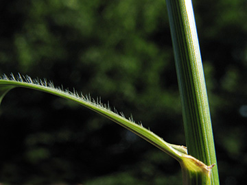 Elymus repens