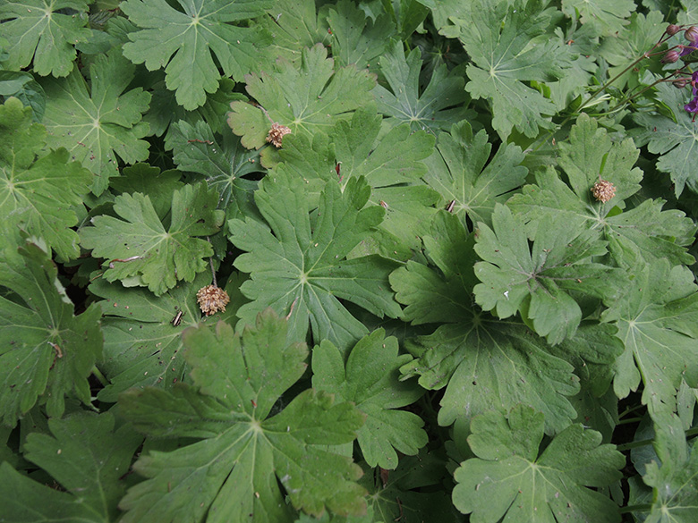 Geranium macrorrhizum
