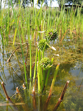 Sparganium erectum neglectum