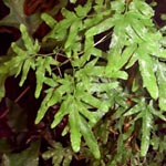 Lygodium japonicum - Japanischer Kletterfarn
