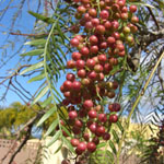 Schinus molle - Peruanischer Pfefferbaum, Rosa Pfeffer