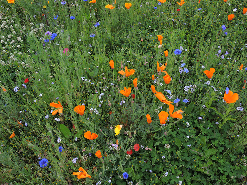 Eschscholzia californica Bielefeld Ansaat