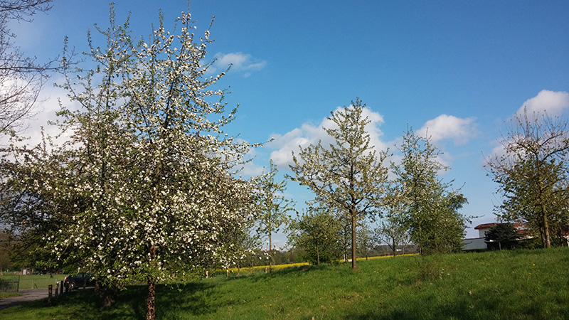 Malus domestica auf der Obstwiese des BUND Bochum Querenburg