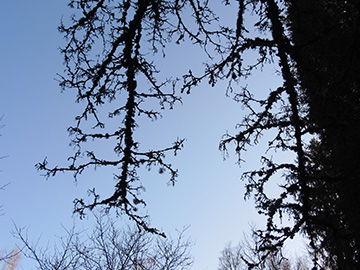 Aachen_Waldfriedhof_250218_ja08.jpg