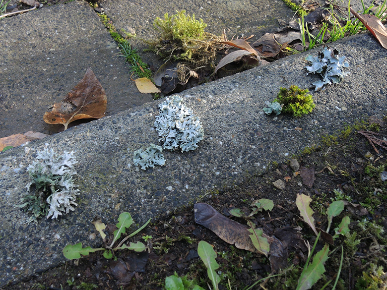 Aachen_Westfriedhof_241119_ja11.jpg