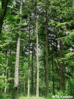 Abies_alba_SWD2009_TK116.jpg