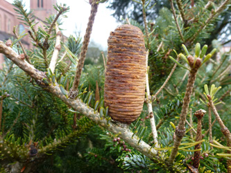 Abies_koreana_BOWeitmarFranziskusfriedhof_060316_ho01.jpg