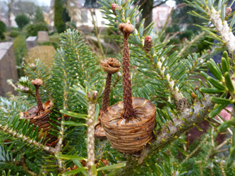 Abies_koreana_BOWeitmarFranziskusfriedhof_060316_ho02.jpg