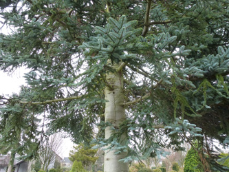 Abies_procera_BOWeitmarFranziskusfriedhof_060316_ho01.jpg