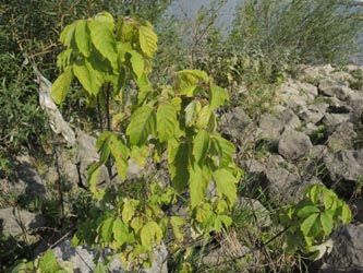 Acer_negundo_DURheinhausen_130914_ja02.jpg