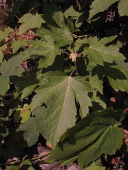 Acer_saccharinum_BOInnenstadt170710_ja01.jpg