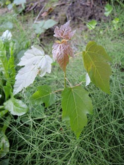 Acer_saccharinum_Bochum_Hoentrop_230714_TK02.jpg