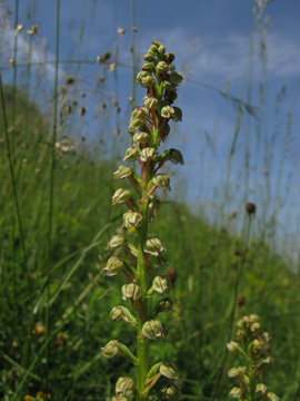 Aceras_anthropophorum_SWD2009_ja33.jpg