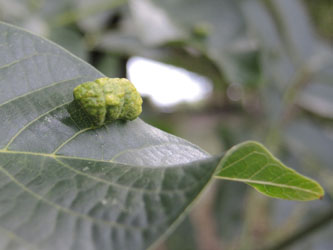 Aceria_erineus_Juglans_regia_KMerkenichRhein_ja03.jpg