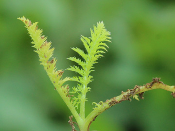 Achillea_millefolium_120917_CB02.jpg