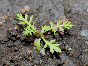 Achillea_millefolium_130917_CB01.jpg