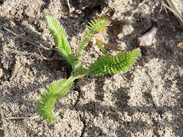 Achillea_millefolium_260318_CB01.jpg