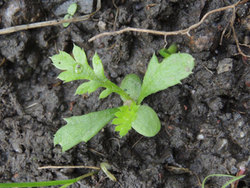 Achillea_millefolium_BOQuerenburg_BUNDObstwiese_170917_ja01.jpg