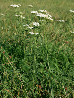 Achillea_millefolium_DU_2012_cb.jpg