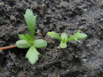 Achillea_millefolium_Keimling_BOQuerenburg_BUNDObstwiese_290917_ja01.jpg