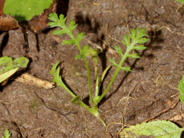 Achillea_millefolium_Koeln_030917_CB01.jpg