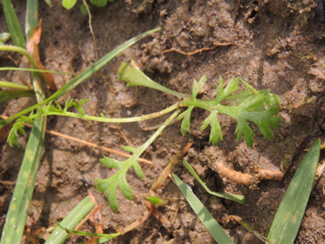 Achillea_millefolium_Koeln_030917_ja01.jpg