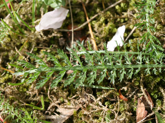 Achillea_millefolium_MH_2012_cb.jpg