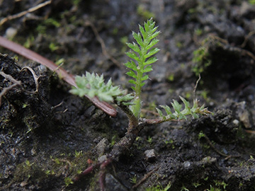Achillea_millefolium_Stoerstelle_BOQuerenburg_BUNDObstwiese_150418_ja01.jpg