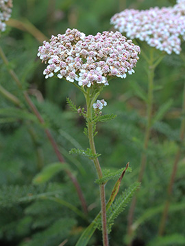 Achillea_millefolium_WIT_Hardenstein_240818_CB01.jpg