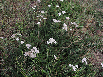 Achillea_millefolium_WIT_Hardenstein_240818_ja01.jpg