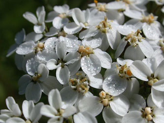 Achillea_millefolium_ho04.jpg