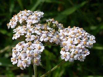 Achillea_millefolium_ja01.jpg