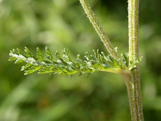Achillea_millefolium_ja02.jpg