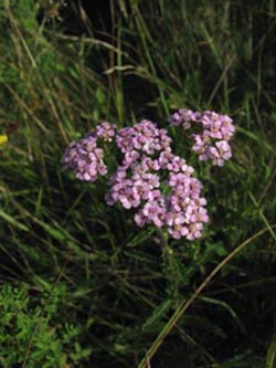 Achillea_millefolium_s_str_BOKalwes130709_ja01.jpg