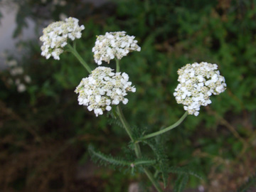 Achillea_parvicapitata_Elbe2008_2_ja04.jpg