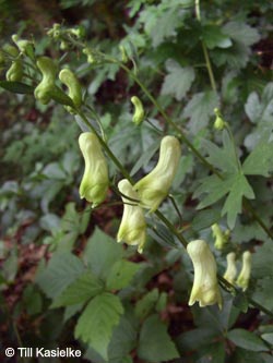 Aconitum_vulparia_Dreimuehlener_Wasserfall_100612_TK66.jpg