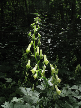 Aconitum_vulparia_Eifel2012_DreimuehlenerWasserfall100612_ja07.jpg