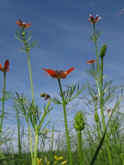 Adonis_aestivalis_Schmuecke_Kyffhaeuser060610_ja08.jpg