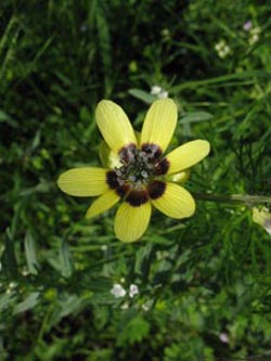 Adonis_aestivalis_citrina_Schmuecke_Kyffhaeuser060610_ja08.jpg