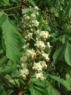 Aesculus_hippocastanum_BOSchmechtingwiese030506_ja03.jpg