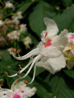 Aesculus_hippocastanum_BOStP170506_ja02.jpg