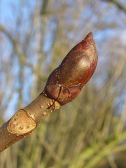 Aesculus_hippocastanum_BOWeitmar281108_ja04.jpg